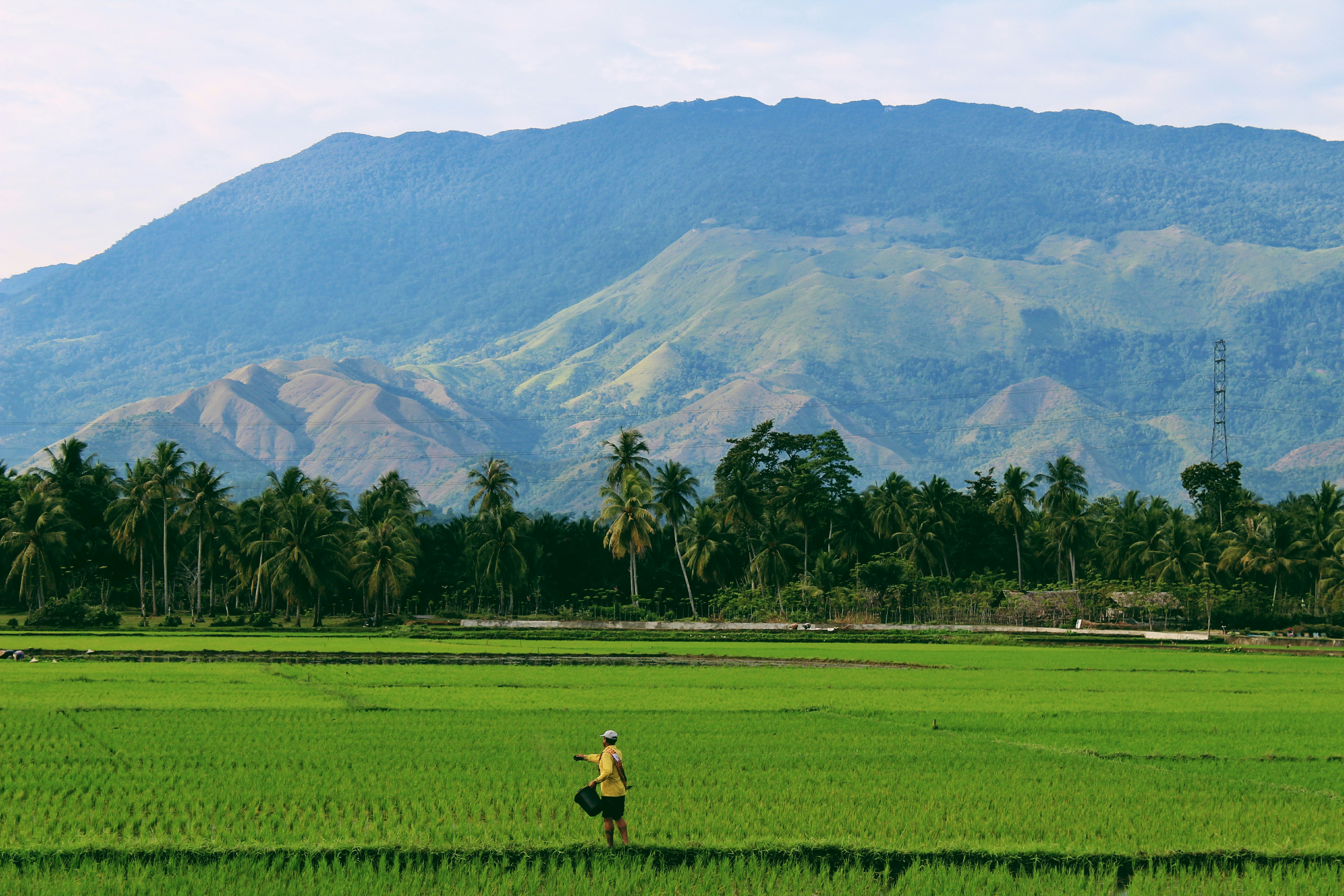 Sunlit organic farmland in India
